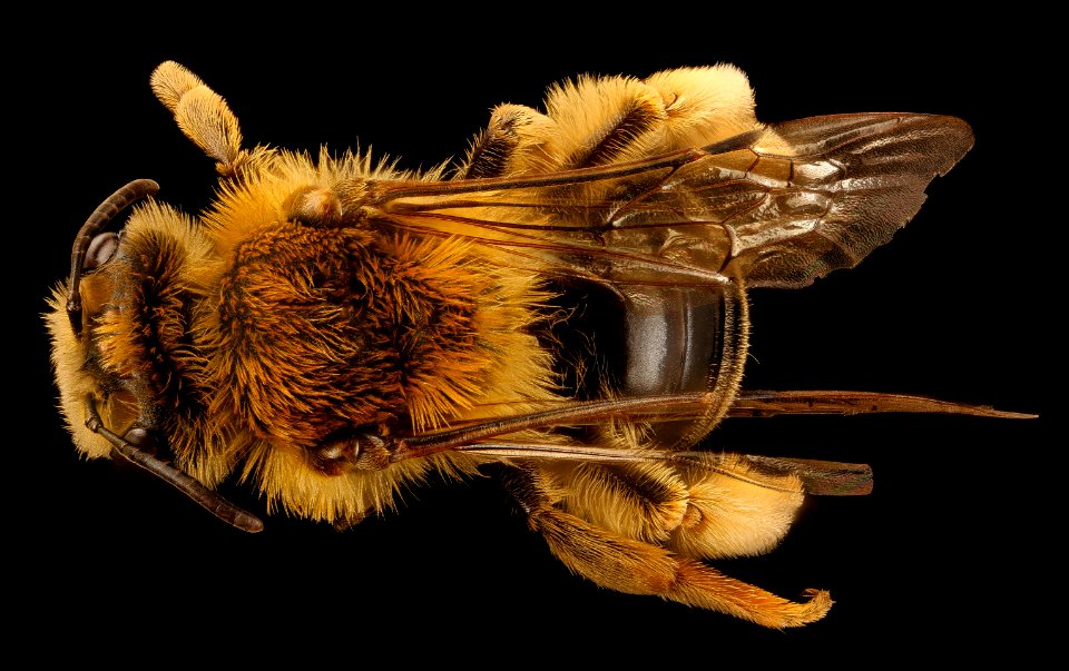 Andrena helianthi, u, back, Hartville Ohio 2018-03-06-20.23