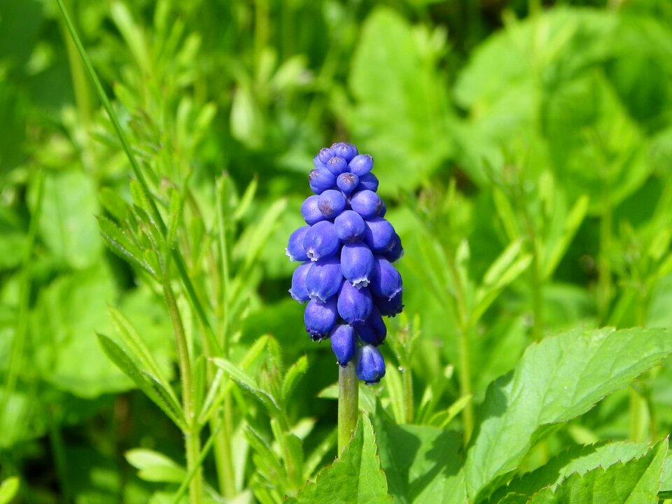 Green park violet