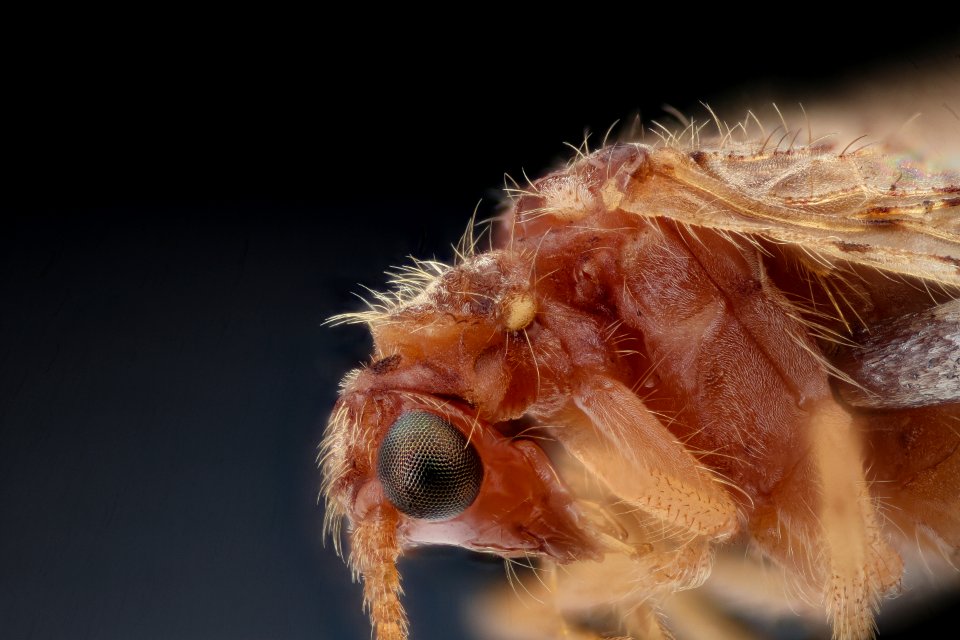 brown lacewing 2020-08-28-11.05.01 ZS PMax UDR