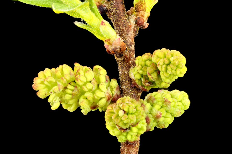 Morella pensylvanica, 2, Bayberry, Howard County, Md yard,  2018-05-17-19.28.05 ZS