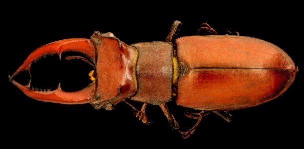 Lucanus elephus, md 2018-07-04-18.10