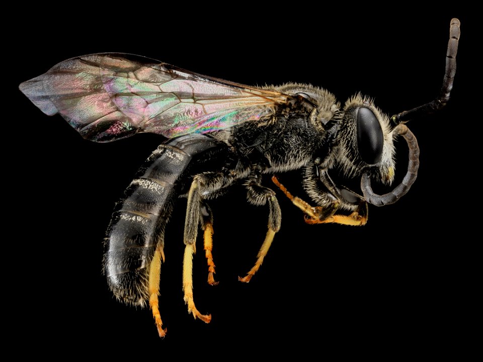 Lasioglossum truncatum, M, Side, MD, Cecil County 2013-07-10-17.43.45 ZS PMax