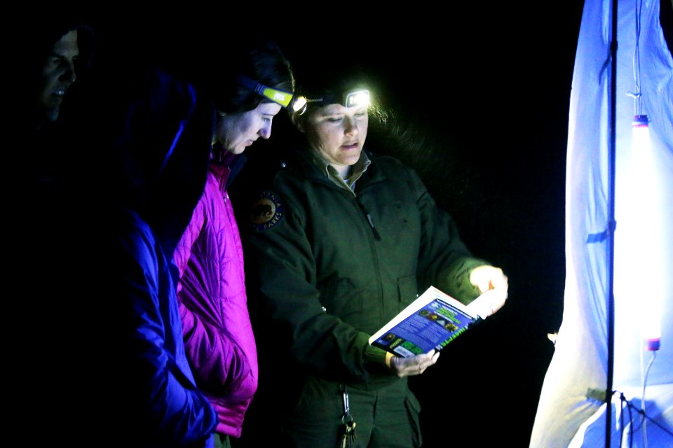 Brooke Sheridan from California State Parks joins the group for a night observation moth station. Sheridan sets up a mothing kit composed of white sheets attached to metal poles. A blacklight illuminates the station attracting various moth species.