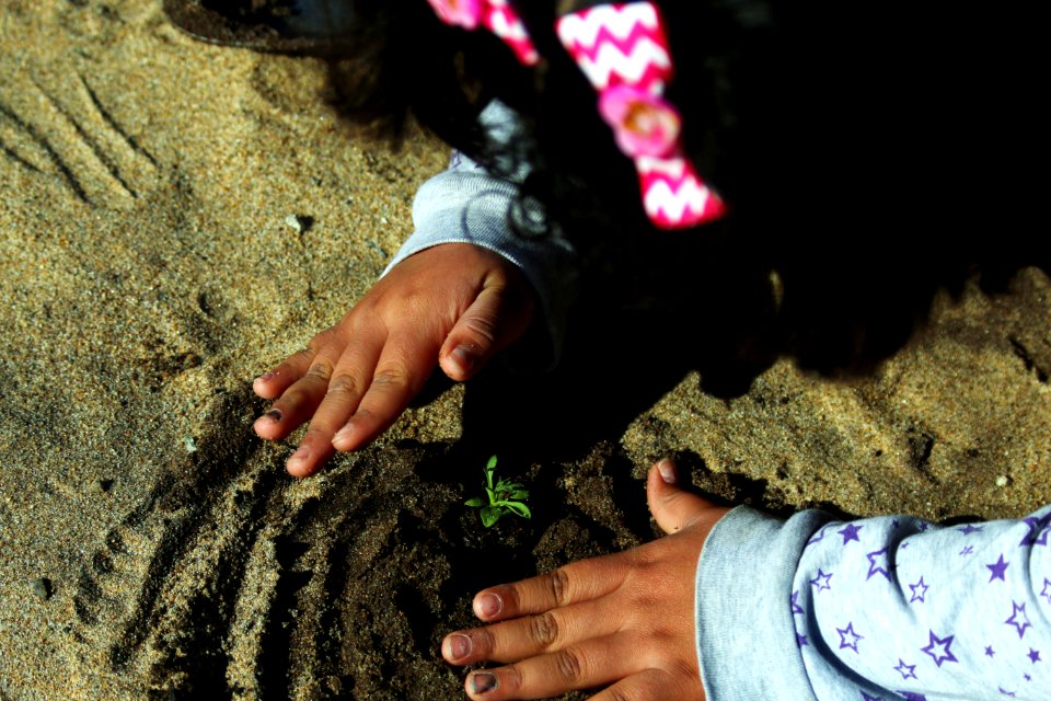 Seven-year-old Mairenee gently smooths the sand around her coastal dune plant.