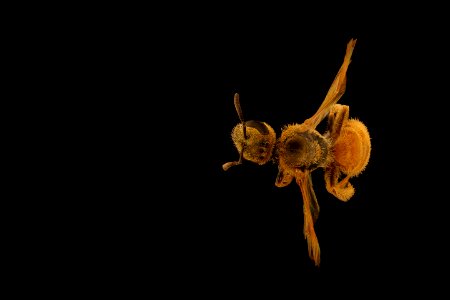 Lasioglossum vierecki, f, back, ma, powerlines 2018-11-05-11.42.52 ZS PMax UDR