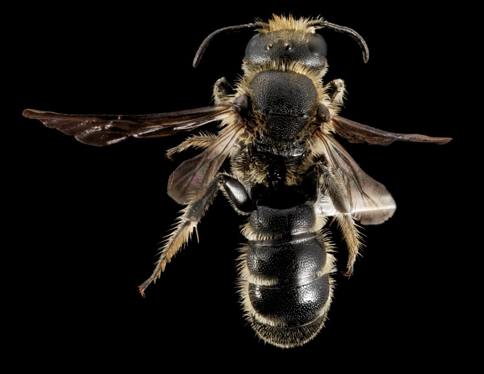 Chelostoma rapunculi, m, back 1, ny, warren 2014-07-05-16.52.04 ZS PMax