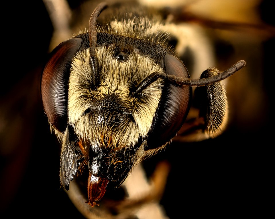Megachile albitarsis, f, face, chambers co, Texas 2016-07-27-17.38
