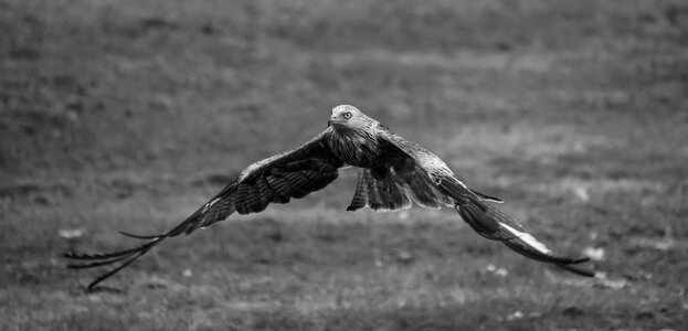 Raptor prey nature