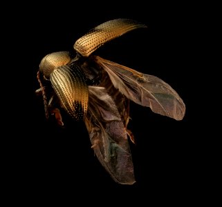 Leaf beetle, Kenilworth Aquatic Gardens, Chelcey Nordstrom 2017-05-27-10.36