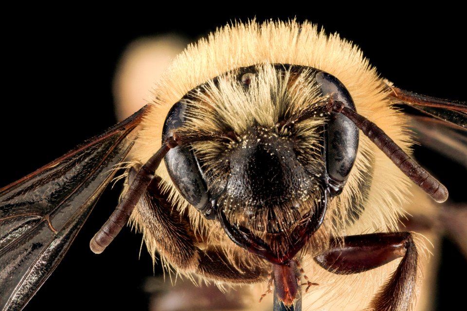 Andrena asteris, F, Face, WV, Hampshire County 2013-06-11-17.42