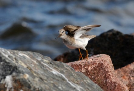 Xenus cinereus