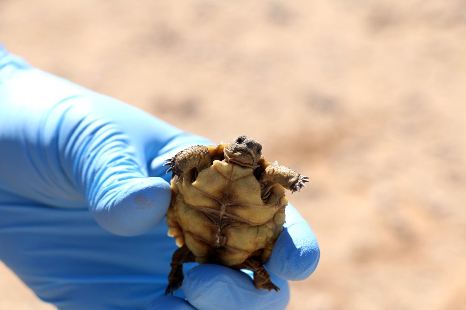 Juvenile desert tortoise at 29 Palms Marine Corps Base