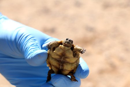 Juvenile desert tortoise at 29 Palms Marine Corps Base photo