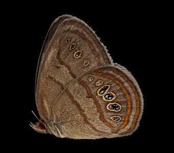 Neonympha mitchelli francisci, side, reared 2019-08-07-17.24.00 ZS PMax UDR photo