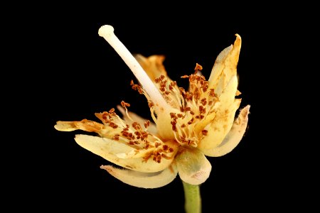 Tilia americana 3, American Basswood, GFG, Howard County, Md, Helen Lowe Metzman 2018-06-20-23.11.06 ZS PMax UDR