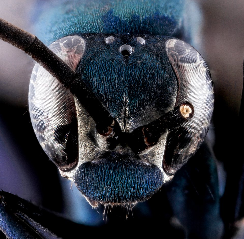 Anoplius amethystinus, Male, Face, GTMO, Cuba 2013-11-06-10.28.05 ZS PMax