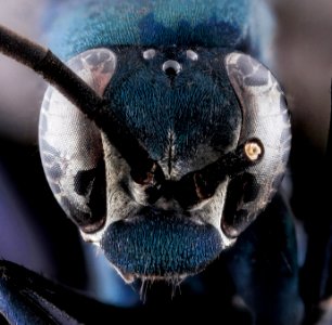 Anoplius amethystinus, Male, Face, GTMO, Cuba 2013-11-06-10.28.05 ZS PMax