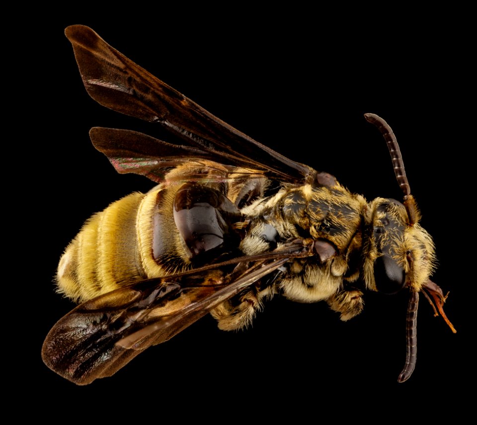 paranomada velutina, f, arizona, angle 2014-08-09-15.21.39 ZS PMax