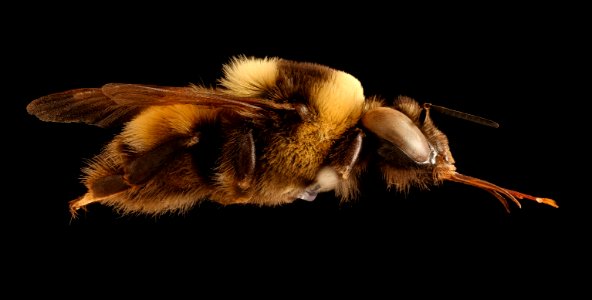 Bombus nevadensis, m, right, Pennington Co., SD 2018-07-13-17.20