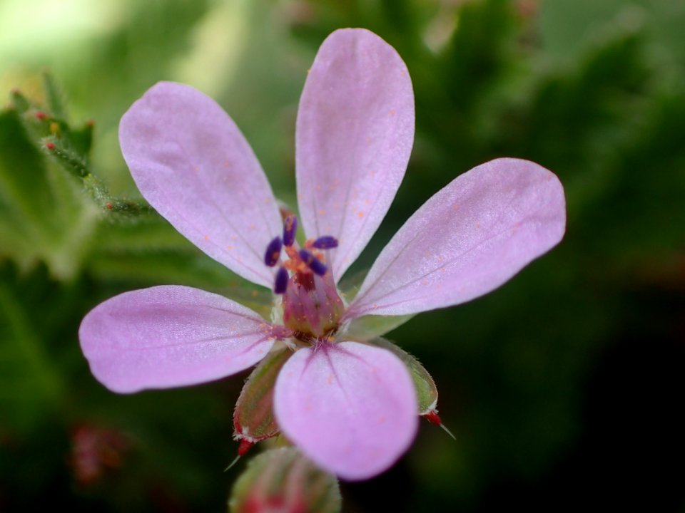 FLORES DE LA RIBERA DEL DUERO VALLADOLID