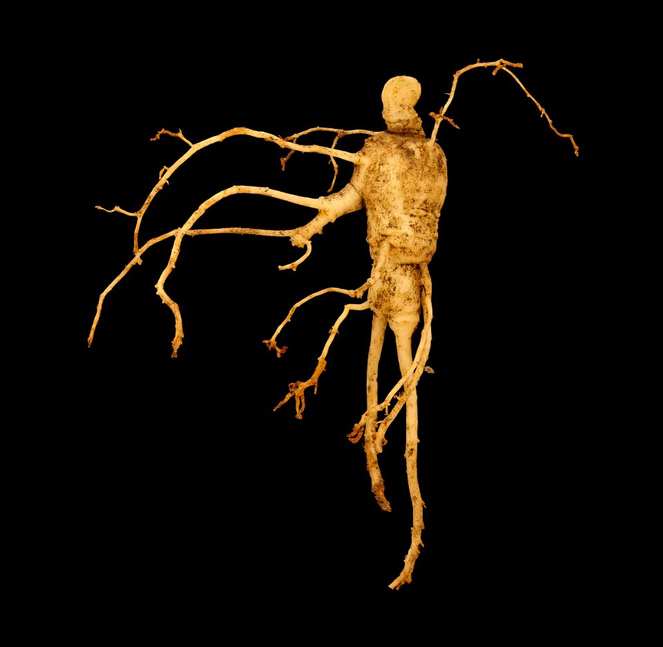 Panax quinquefolius, American Ginseng root, GFG, Howard County, Md 2019-03-22-15.09.11 ZS PMax UDR