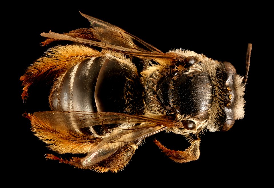 Melissodes subillata, f, back, velum, Dorchester Co, MD 2015-12-09-12.47