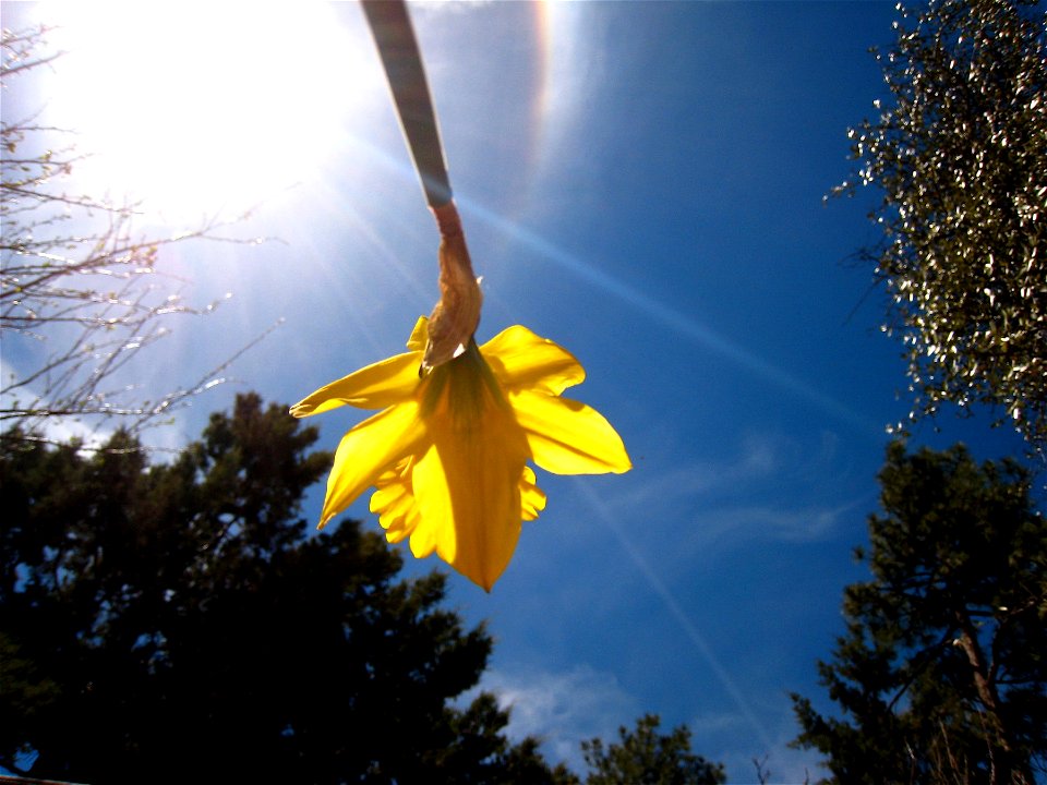 Ant Eye View Daffodil photo