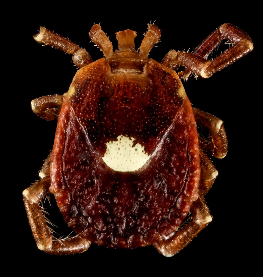 Lone star tick, U, Arkansas, hot springs village 2015-06-05-08.42.20 ZS PMax