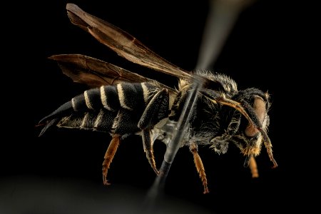 Coelioxys moesta, F, Side, MI, Keweenaw County 2014-04-11-11.27.27 ZS PMax photo