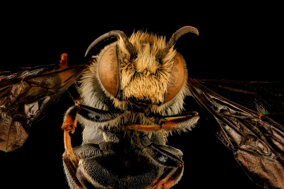 Coelioxys immaculata, m, face, Caroline County, MD 2018-03-06-21.12