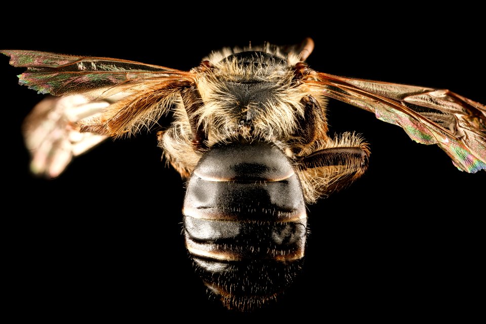Andrena bradleyi, f, back 2, Maryland 2016-04-07-14.41