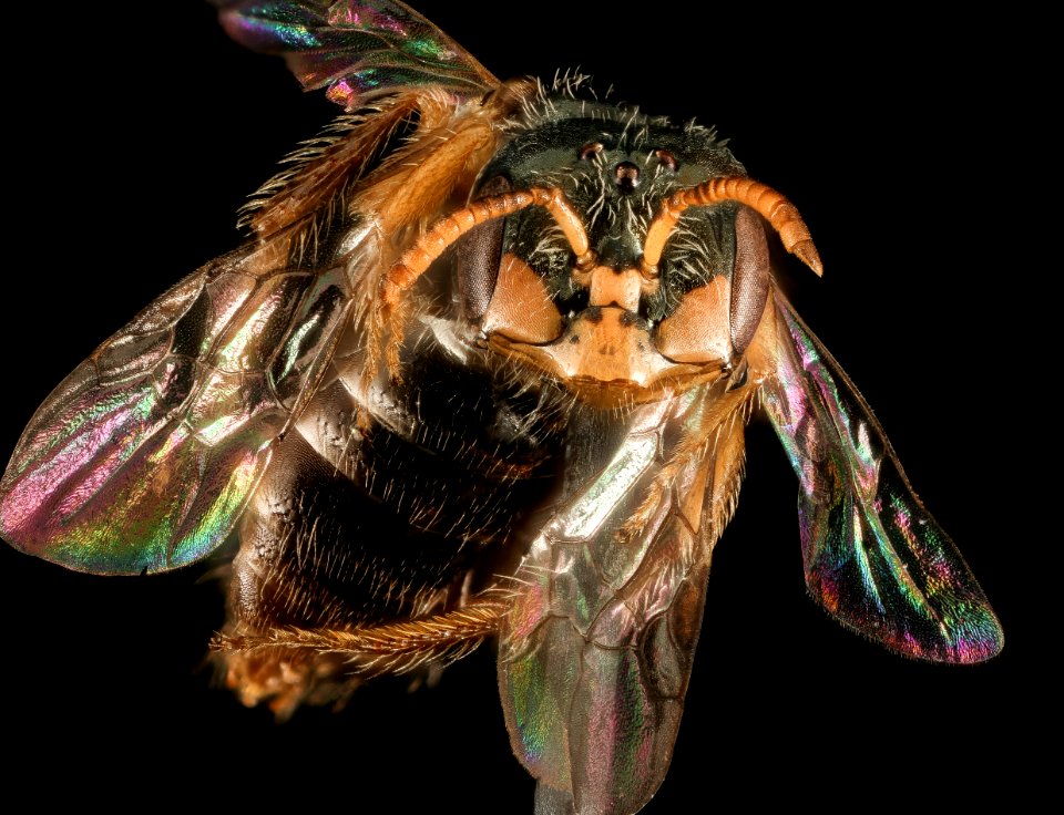 Perdita halictoides, M, U, face 2015-07-21-16.50.44 ZS PMax UDR
