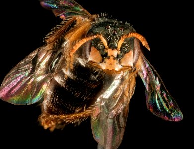 Perdita halictoides, M, U, face 2015-07-21-16.50.44 ZS PMax UDR