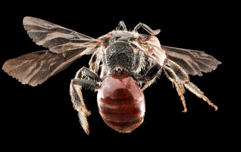 Sphecodes davisii, f, back, NY, essex county 2014-07-25-09.44