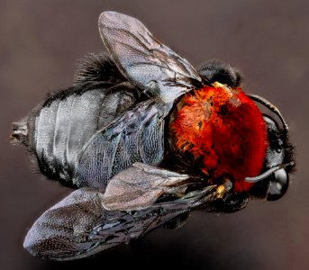 Centris, U, back, Dominican Republic 2012-11-30-15.39.18 ZS PMax photo