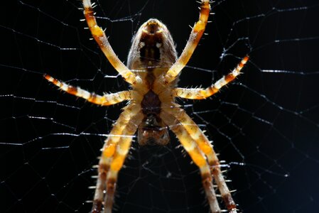 Insect cobweb nature