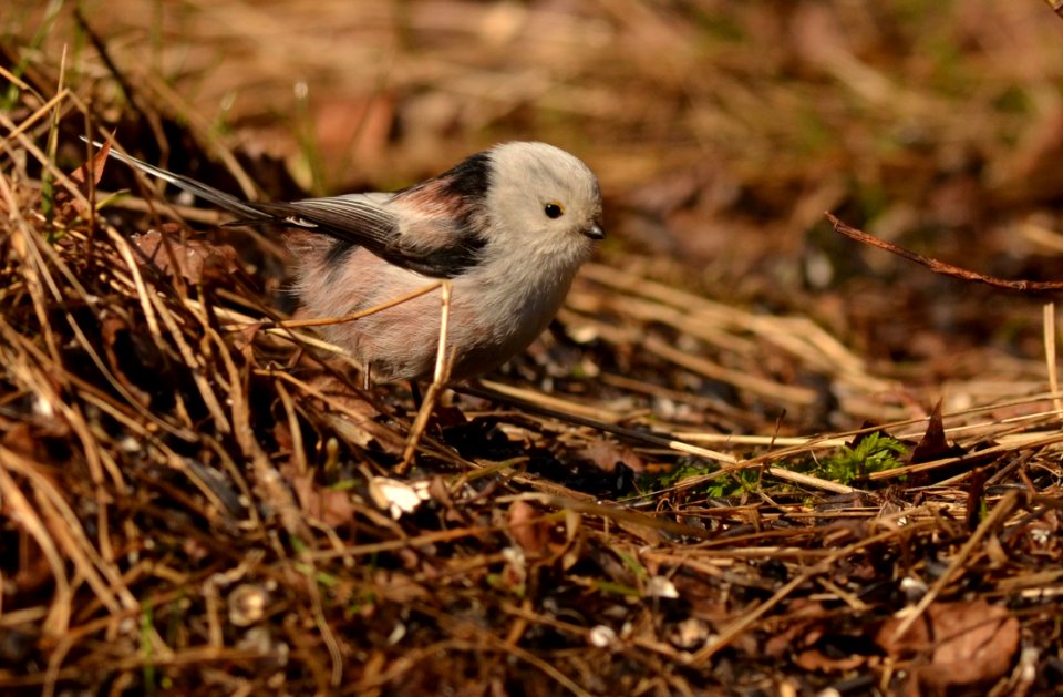 Aegithalos caudatus