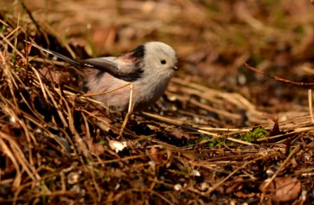 Aegithalos caudatus