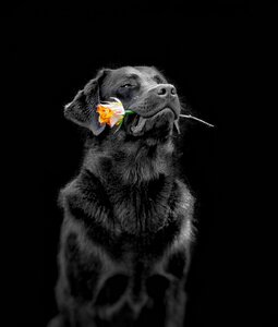 Dog flower labs to