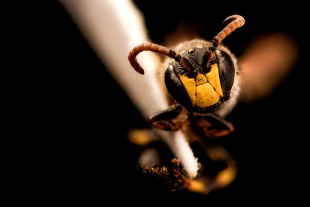 Hylaeus sparsus, m, face, Shenandoah, VA 2017-06-16-16.19