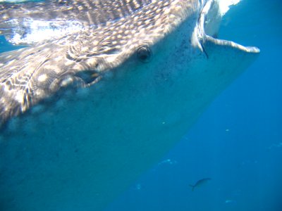Whale (9)