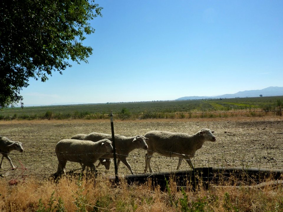Sheep at Bird Flat Ranch