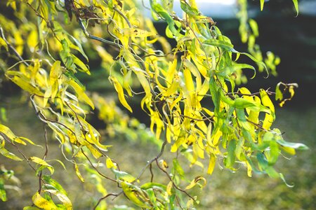 Yellow autumn fall