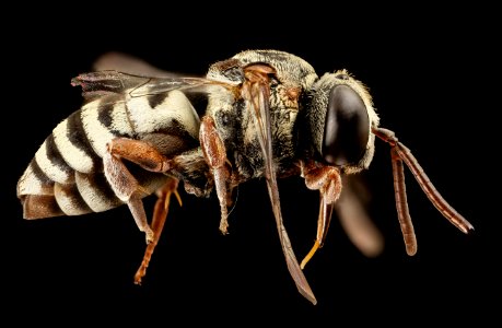 Angel Bee, f, ga, baker county