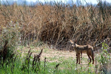 Coyote at Sacramento National Wildlife Refuge photo