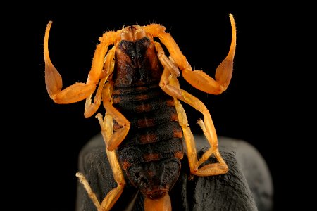 Scorpion, Arkansas, FT, top 2016-05-10-16.40
