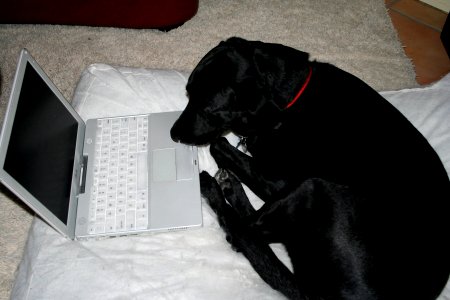 On the Internet...