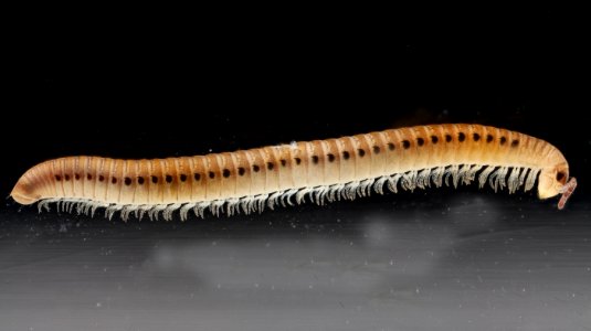 Nemasomatidae 2012-10-16-15