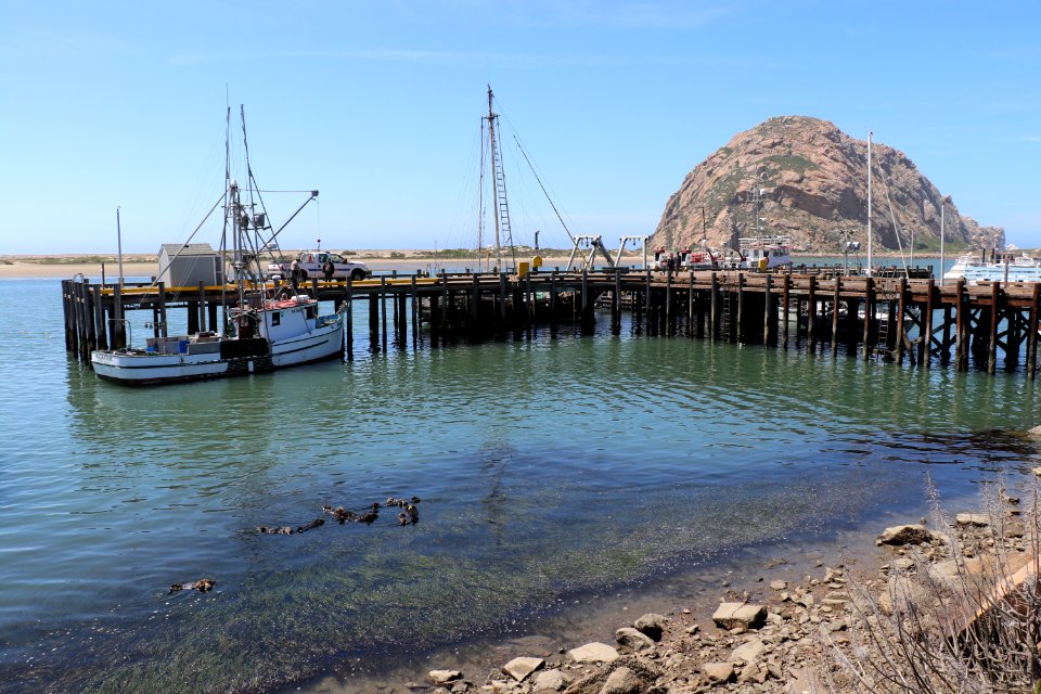 Morro Bay Southern sea otters