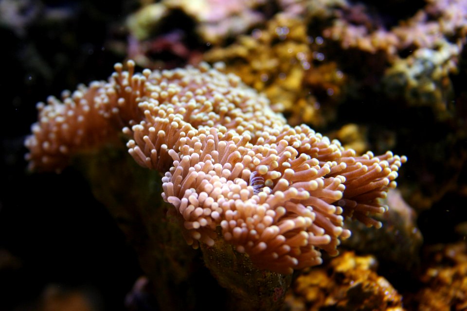 Coral